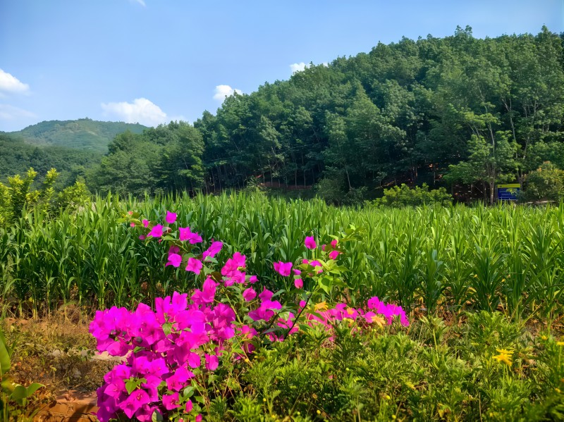 照片拍摄于2024年4月25日 西双版纳 勐腊县 勐腊镇 补蚌村委会会龙村